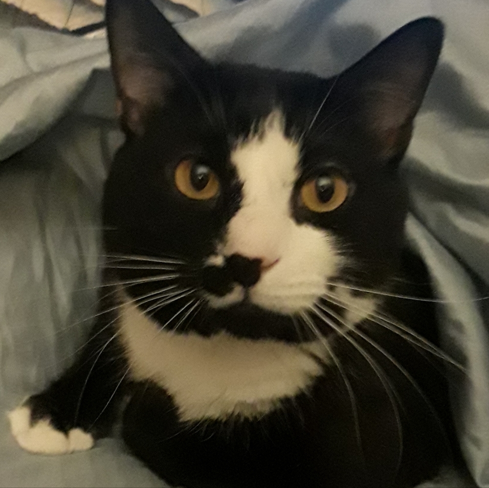 Meet your Posher, Tiger